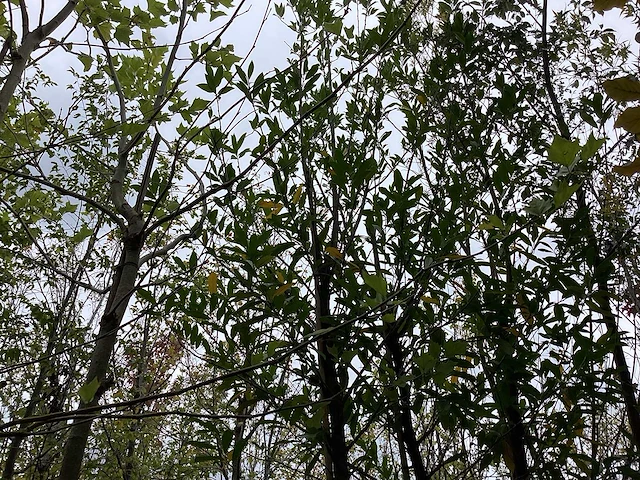 Laurierkers - groenblijvende boom - afbeelding 1 van  3