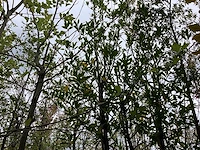 Laurierkers - groenblijvende boom