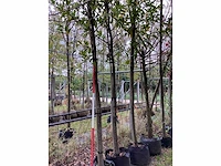 Laurierkers - groenblijvende boom - afbeelding 3 van  3