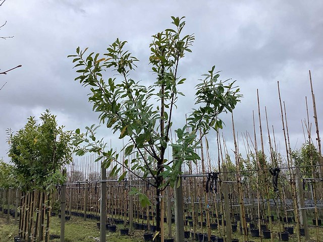 Laurierkers - laanbomen - afbeelding 1 van  2