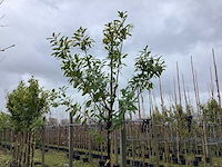 Laurierkers - laanbomen - afbeelding 1 van  2