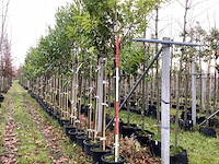 Laurierkers - laanboom (4x) - afbeelding 1 van  3