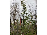 Laurierkers - laanboom - afbeelding 3 van  4