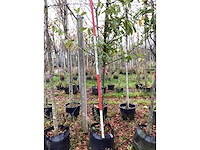 Laurierkers - laanboom - afbeelding 4 van  4