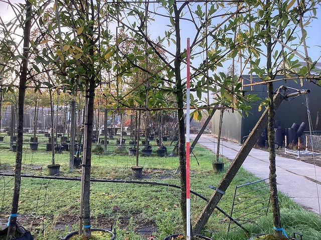 Laurierkers - leibomen (3x) - afbeelding 1 van  3