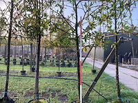 Laurierkers - leibomen (3x) - afbeelding 1 van  3