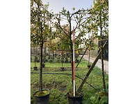 Laurierkers - leibomen (3x) - afbeelding 2 van  3