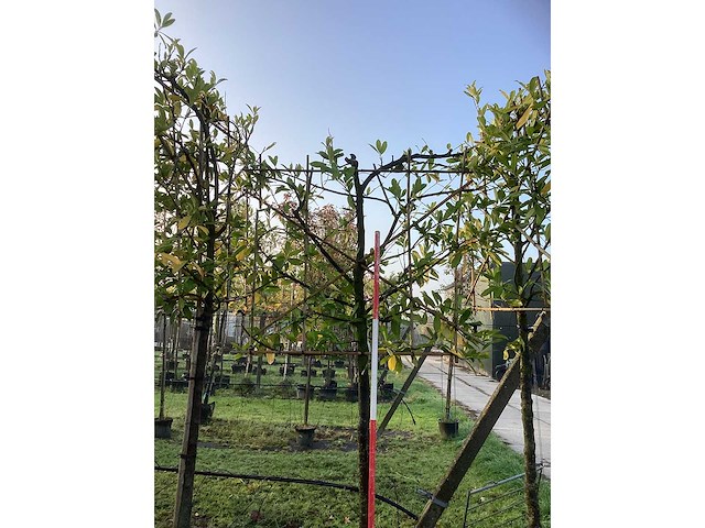 Laurierkers - leibomen (3x) - afbeelding 3 van  3