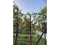 Laurierkers - leibomen (3x) - afbeelding 3 van  3