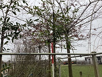 Laurierkers - leibomen