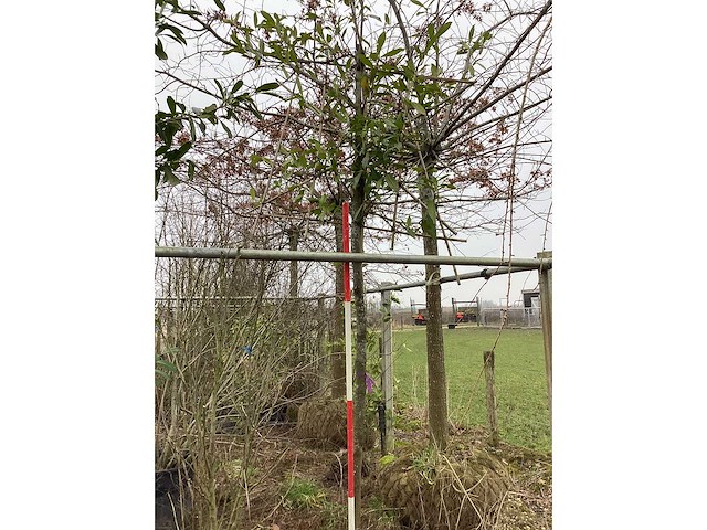 Laurierkers - leibomen - afbeelding 2 van  2