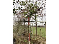 Laurierkers - leibomen - afbeelding 2 van  2