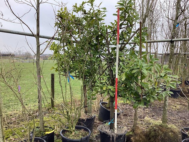 Laurierkers - leiboom (2x) - afbeelding 1 van  2