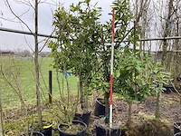 Laurierkers - leiboom (2x) - afbeelding 1 van  2