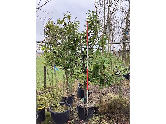 Laurierkers - leiboom (2x) - afbeelding 2 van  2