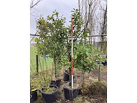 Laurierkers - leiboom (2x) - afbeelding 2 van  2