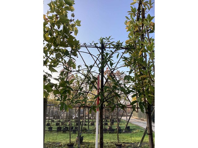 Laurierkers - leiboom (3x) - afbeelding 1 van  3