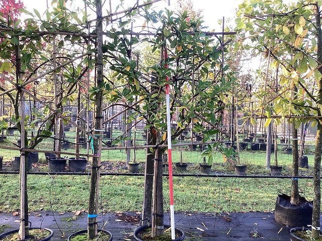 Laurierkers - leiboom (3x) - afbeelding 2 van  3