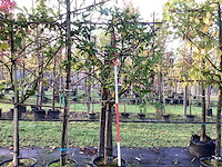 Laurierkers - leiboom (3x) - afbeelding 2 van  3