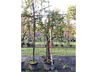 Laurierkers - leiboom (3x) - afbeelding 3 van  3