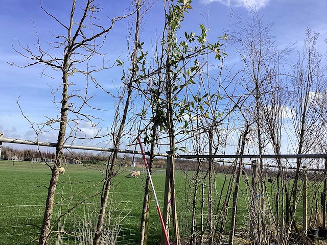 Laurierkers - leiboom - afbeelding 1 van  2