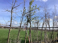 Laurierkers - leiboom