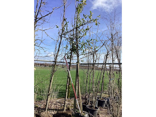 Laurierkers - leiboom - afbeelding 2 van  2