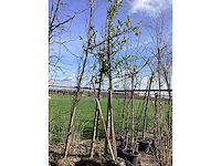 Laurierkers - leiboom - afbeelding 2 van  2