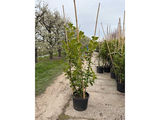 Laurierkers - meerstammige boom (10x) - afbeelding 2 van  2