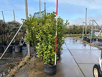 Laurierkers - meerstammige boom (5x) - afbeelding 1 van  3