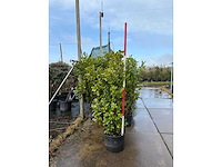 Laurierkers - meerstammige boom (5x) - afbeelding 2 van  3