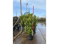 Laurierkers - meerstammige boom (5x) - afbeelding 3 van  3