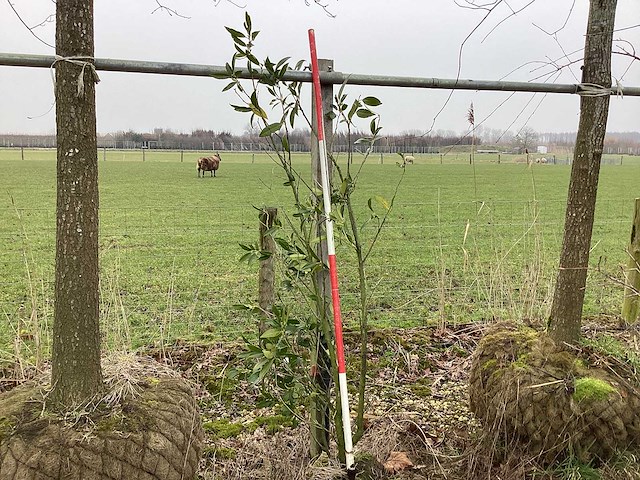 Laurierkers - meerstammige boom - afbeelding 1 van  2