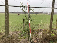 Laurierkers - meerstammige boom