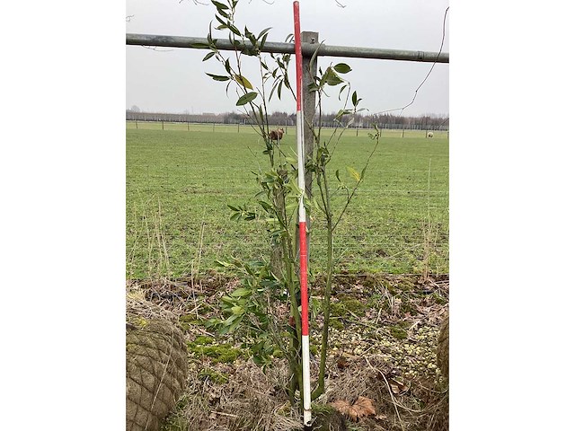 Laurierkers - meerstammige boom - afbeelding 2 van  2