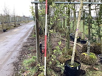 Laurierkers - meerstammige boom - afbeelding 1 van  2