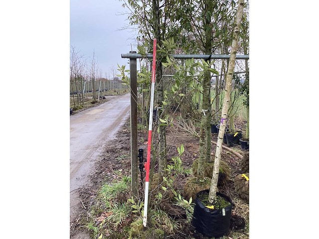 Laurierkers - meerstammige boom - afbeelding 2 van  2