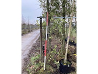 Laurierkers - meerstammige boom - afbeelding 2 van  2