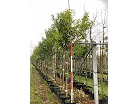 Laurierkers - parkboom (2x) - afbeelding 2 van  3