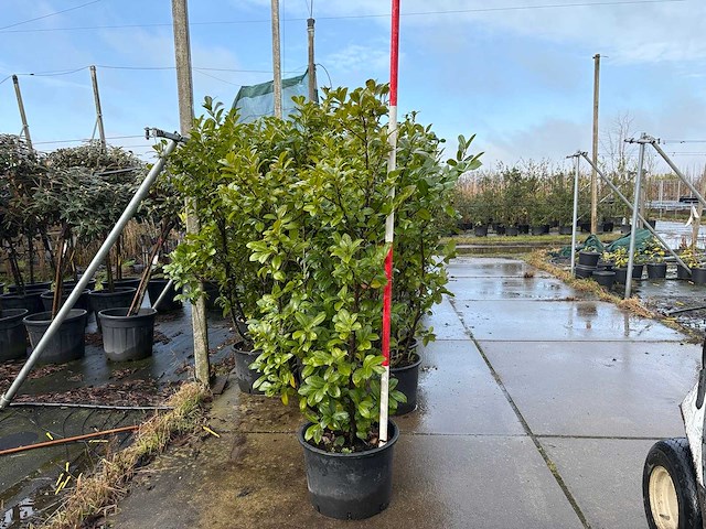 Laurierkers - sierboom (3x) - afbeelding 1 van  3