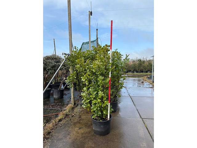 Laurierkers - sierboom (3x) - afbeelding 3 van  3