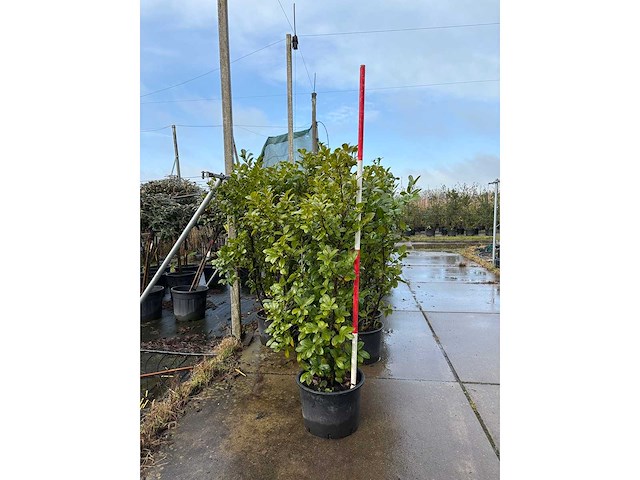 Laurierkers - vormboom (7x) - afbeelding 2 van  3