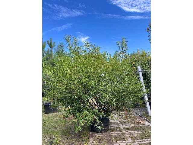 Laurierkers, prunus laurocerasus, bolvorm, wintergroen, ca. 150-175 cm - afbeelding 1 van  1