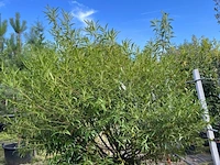Laurierkers, prunus laurocerasus, bolvorm, wintergroen, ca. 150-175 cm