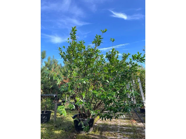 Laurierkers, prunus 'novita', haagplant, wintergroen, ca. 250-300 cm hoog - afbeelding 1 van  1