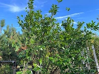 Laurierkers, prunus 'novita', haagplant, wintergroen, ca. 250-300 cm hoog