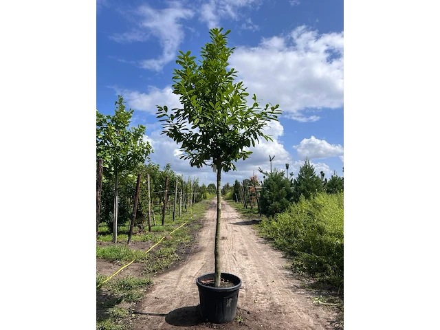 Laurierkers, prunus 'novita', leigeschikt, wintergroen, ca. 4 m hoog - afbeelding 1 van  1