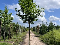 Laurierkers, prunus 'novita', leigeschikt, wintergroen, ca. 4 m hoog