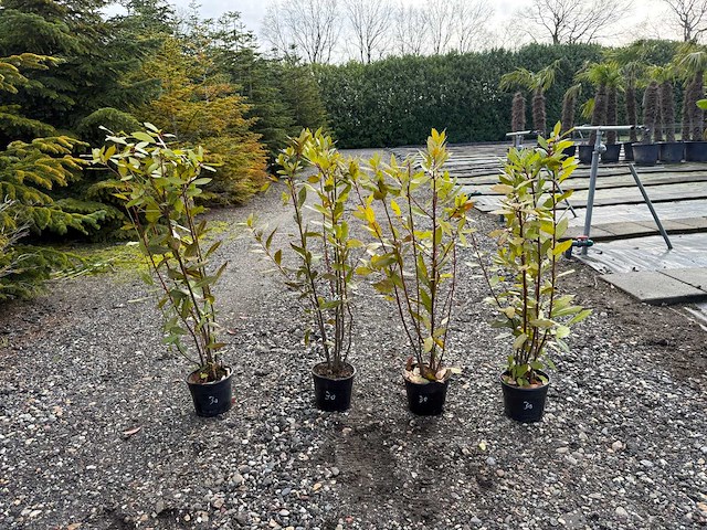 Laurus nobilis - echte keukenlaurier 100cm (4x) - afbeelding 1 van  1