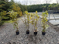 Laurus nobilis - echte keukenlaurier 100cm (4x) - afbeelding 1 van  1